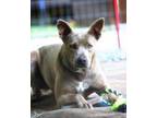 Adopt Henessy a Gray/Blue/Silver/Salt & Pepper Australian Cattle Dog / Mixed dog