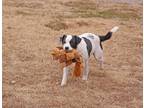 Adopt X-Man a Black - with White Jack Russell Terrier / Pointer / Mixed dog in