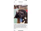 Adopt Little Baby - healthy senior a Black & White or Tuxedo Domestic Shorthair