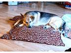 Adopt Junior a Tricolor (Tan/Brown & Black & White) Mixed Breed (Medium) / Mixed