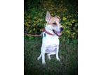Adopt Ruthie a Tan/Yellow/Fawn - with White Mixed Breed (Medium) / Mixed dog in