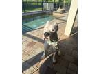 Adopt Marvin a White Dogo Argentino / Mixed dog in Tampa, FL (40084426)