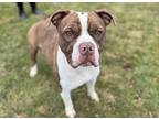 Adopt Neo a Brindle American Pit Bull Terrier / Mixed Breed (Medium) / Mixed