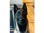 Adopt Keela a Belgian Malinois / Mixed dog in Discovery Bay, CA (40084286)