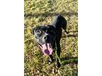 Adopt 82146 Tia a Black American Pit Bull Terrier / Mixed Breed (Medium) / Mixed