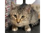 Adopt Caden a Brown Tabby Domestic Shorthair / Mixed Breed (Medium) / Mixed