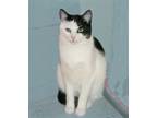 Adopt JR a Black & White or Tuxedo Domestic Shorthair (short coat) cat in