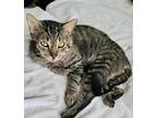 Adopt Kitty Do a Brown Tabby Domestic Shorthair (short coat) cat in Myrtle