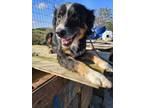 Adopt Moose a Tricolor (Tan/Brown & Black & White) Australian Shepherd / Border