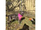 Adopt Rhea a Merle Mixed Breed (Small) / Mixed Breed (Medium) / Mixed (short