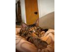 Adopt Wimzie (Diamant) a Brown Tabby Domestic Shorthair / Mixed (short coat) cat
