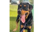 Adopt ROCKY a Black Rottweiler / Mixed Breed (Medium) / Mixed (short coat) dog