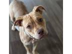 Adopt Maple a Tan/Yellow/Fawn American Staffordshire Terrier / Mixed dog in