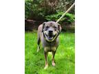 Adopt BOO a Mountain Cur / Mixed Breed (Medium) / Mixed dog in Norwich