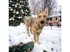 Adopt Lola a Black Shepherd (Unknown Type) / Mixed Breed (Medium) / Mixed (short