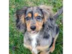 Adopt Benson a Tricolor (Tan/Brown & Black & White) Cavalier King Charles