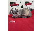 Adopt Mira a Calico or Dilute Calico Calico / Mixed (short coat) cat in