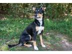 Adopt Zeus a Tricolor (Tan/Brown & Black & White) Blue Heeler / Shepherd