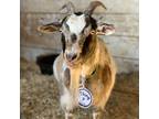 Adopt Yzma a Goat farm-type animal in Kerhonkson, NY (40073225)