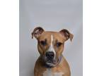 Adopt Rufus a Tan/Yellow/Fawn - with White American Pit Bull Terrier / Mixed dog