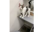 Adopt Walter a White (Mostly) Domestic Shorthair (short coat) cat in Canton