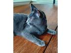 Adopt Lakely a Gray or Blue Domestic Shorthair (short coat) cat in Canton