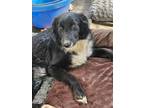 Adopt Breeze a Australian Shepherd / Belgian Shepherd / Mixed dog in