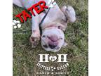 Adopt Tater a White - with Gray or Silver Staffordshire Bull Terrier / Mixed dog