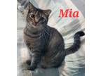 Adopt Mia a Spotted Tabby/Leopard Spotted Domestic Shorthair / Mixed cat in