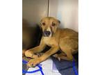 Adopt Ryder a Tan/Yellow/Fawn Bernese Mountain Dog / Mixed Breed (Medium) /