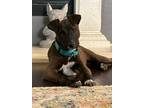 Adopt Angelica a Brown/Chocolate Bernese Mountain Dog / Mixed Breed (Medium) /