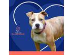 Adopt Vera a White - with Red, Golden, Orange or Chestnut Mutt / Mixed dog in