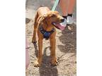 Adopt Sparkle a Red/Golden/Orange/Chestnut Vizsla / Mixed dog in Poland