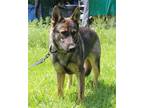 Adopt Zeus a Gray/Silver/Salt & Pepper - with Black German Shepherd Dog / Mixed