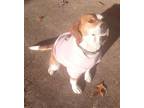 Adopt Misty a Red/Golden/Orange/Chestnut - with White Beagle / Mutt / Mixed dog