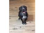 Adopt Baby Girl a Black - with Gray or Silver Pit Bull Terrier / Labrador