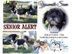 Adopt Yosemite Sam a Black - with White Havanese / Mixed dog in Boyd