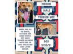 Adopt Hooch a White American Staffordshire Terrier / Mixed dog in Caldwell