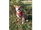 Adopt Bricks a Brown/Chocolate - with White Pit Bull Terrier / Dachshund / Mixed