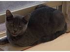 Adopt Buckingham a Domestic Longhair / Mixed (short coat) cat in Grand Junction