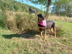 Adopt Rosa a Black - with Brown, Red, Golden, Orange or Chestnut Rottweiler /