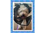 Adopt Adopted!! Nicholas - S.TX a White Bichon Frise / Mixed dog in Tulsa