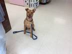 Adopt Nala a Tan/Yellow/Fawn - with Black Labrador Retriever / Shepherd (Unknown