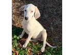 Adopt Mia a White Coonhound / Treeing Walker Coonhound / Mixed dog in Brighton