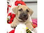 Adopt Boober a Pit Bull Terrier dog in La Crosse, WI (40057201)