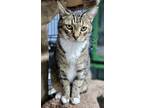 Adopt Tigger a Brown Tabby Domestic Shorthair (short coat) cat in Myrtle Beach