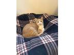 Adopt Hobbes a Orange or Red Tabby Domestic Shorthair / Mixed (short coat) cat