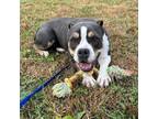 Adopt Mocha a Tricolor (Tan/Brown & Black & White) Pit Bull Terrier / Mixed dog