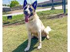 Adopt SABO a Akita / Mixed dog in Tustin, CA (39864756)