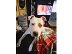 Adopt Christine a White Pit Bull Terrier / Mixed dog in Cornelius, NC (40052940)